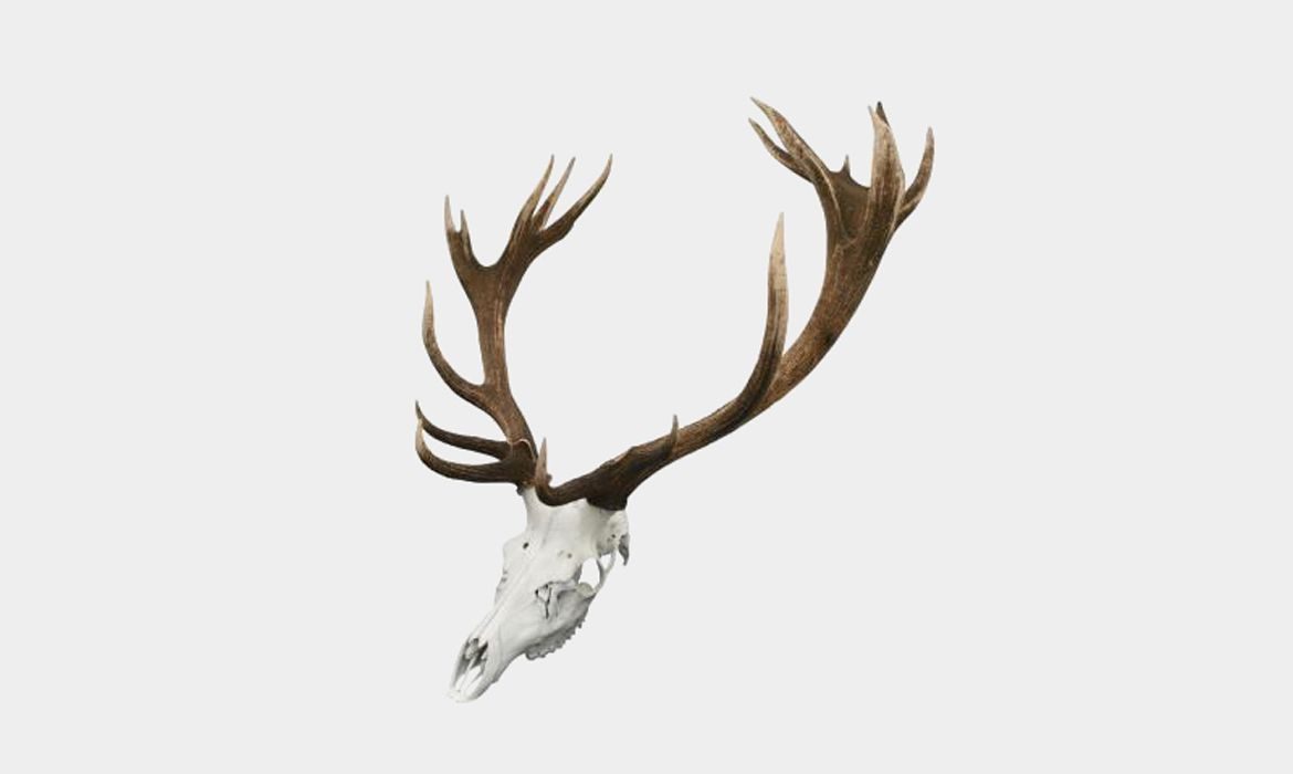 Deer-Skull